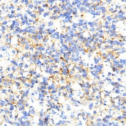 Anti-MMP2 Rabbit pAb