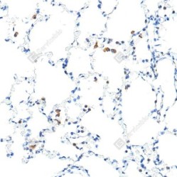 Anti-MMP2 Rabbit pAb