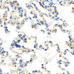 Anti-MMP2 Rabbit pAb