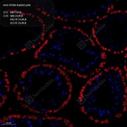 Anti-PCNA Rabbit pAb