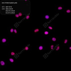 Anti-PCNA Rabbit pAb