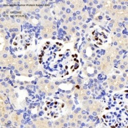 Anti-Wilms Tumor Protein Rabbit pAb
