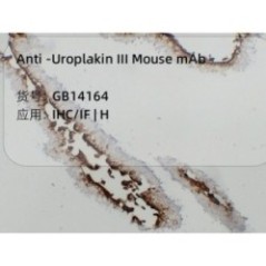 Anti-Uroplakin III Mouse mAb