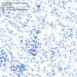 Recombinant Anti-BrdU antibody (Rabbit mAb)