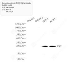 Recombinant Anti-TMS1/ASC antibody (Rabbit mAb)