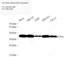 Anti-PCNA antibody (HRP...