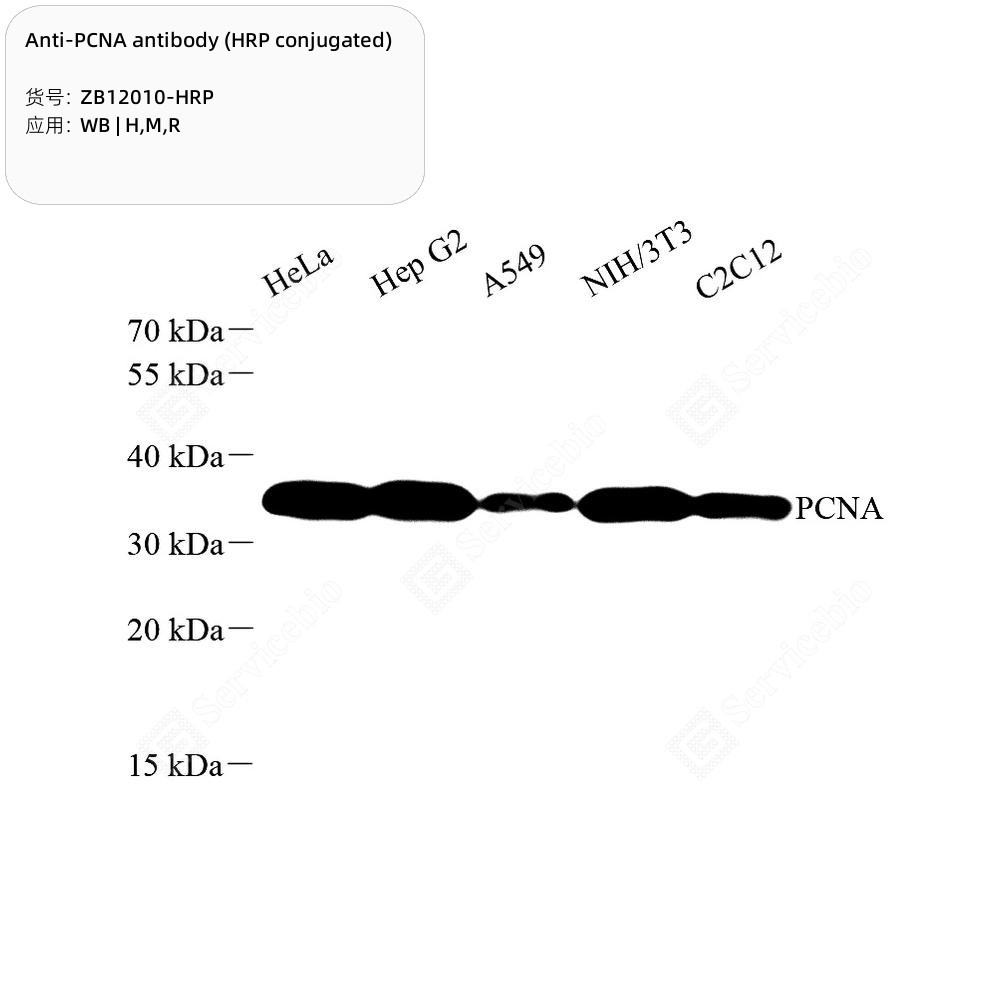 Anti-PCNA antibody (HRP conjugated)