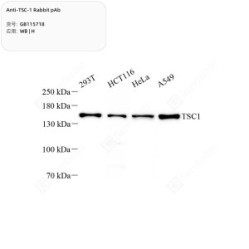 Anti-TSC-1 Rabbit pAb