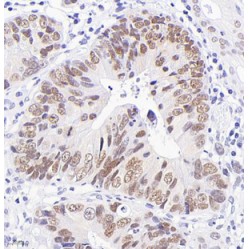 Anti-CDX-2 Mouse mAb
