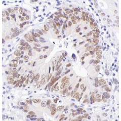 Anti-CDX-2 Mouse mAb