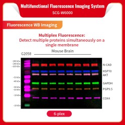 Multifunctional Fluorescence Imaging System SCG-W6000