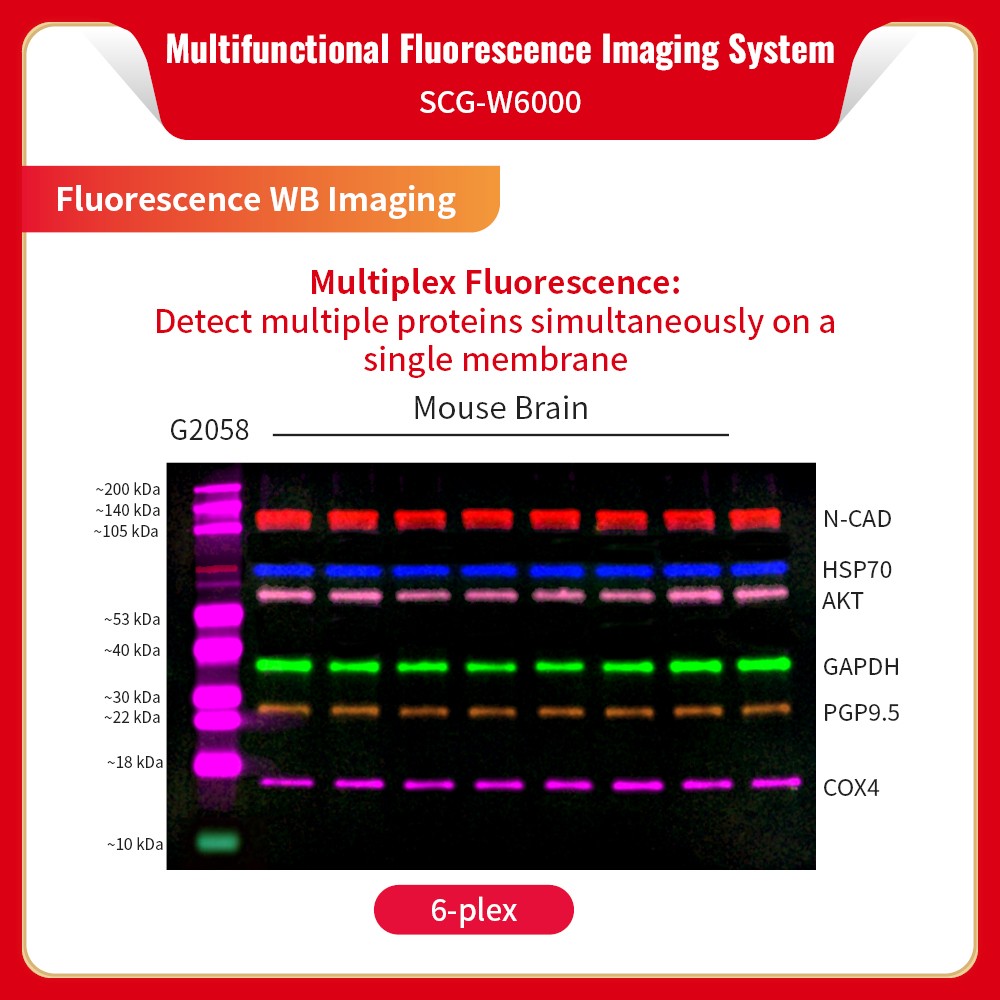 Multifunctional Fluorescence Imaging System SCG-W6000