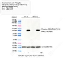 Recombinant...