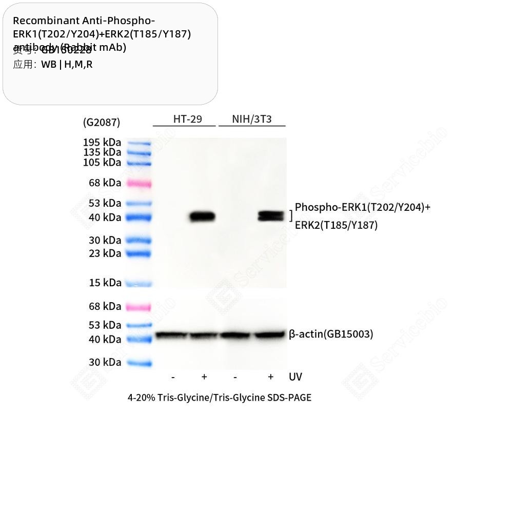 Recombinant Anti-Phospho-ERK1(T202/Y204)+ERK2(T185/Y187) antibody (Rabbit mAb)