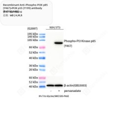 Recombinant Anti-Phospho-PI3K p85 (Y467)+PI3K p55 (Y199) antibody (Rabbit mAb)
