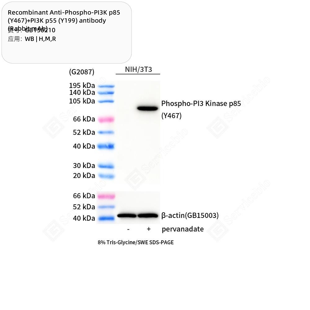 Recombinant Anti-Phospho-PI3K p85 (Y467)+PI3K p55 (Y199) antibody (Rabbit mAb)