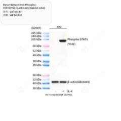 Recombinant...