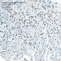 Recombinant Anti-Phospho-CREB(S133) antibody (Rabbit mAb)