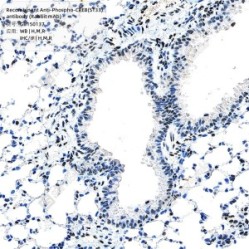 Recombinant Anti-Phospho-CREB(S133) antibody (Rabbit mAb)