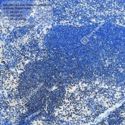 Recombinant Anti-Phospho-CREB(S133) antibody (Rabbit mAb)