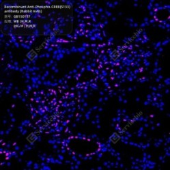 Recombinant Anti-Phospho-CREB(S133) antibody (Rabbit mAb)