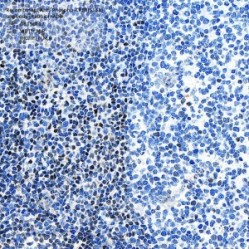 Recombinant Anti-Phospho-CREB(S133) antibody (Rabbit mAb)