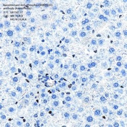 Recombinant Anti-Phospho-CREB(S133) antibody (Rabbit mAb)