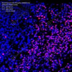 Recombinant Anti-Phospho-CREB(S133) antibody (Rabbit mAb)