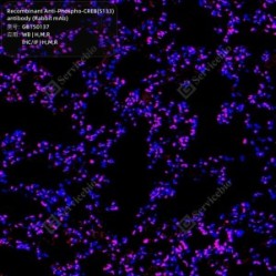 Recombinant Anti-Phospho-CREB(S133) antibody (Rabbit mAb)