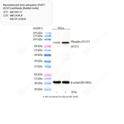 Recombinant Anti-phospho-STAT1 (S727) antibody (Rabbit mAb)