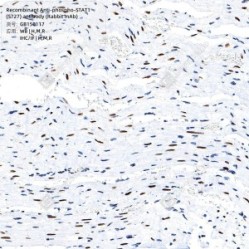 Recombinant Anti-phospho-STAT1 (S727) antibody (Rabbit mAb)
