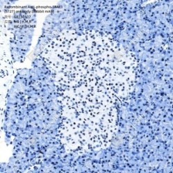 Recombinant Anti-phospho-STAT1 (S727) antibody (Rabbit mAb)