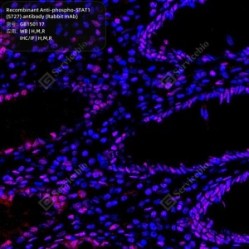 Recombinant Anti-phospho-STAT1 (S727) antibody (Rabbit mAb)