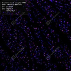 Recombinant Anti-phospho-STAT1 (S727) antibody (Rabbit mAb)
