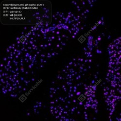 Recombinant Anti-phospho-STAT1 (S727) antibody (Rabbit mAb)