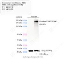Recombinant...