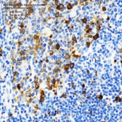 Anti-Phospho-S6 Ribosomal Protein (S240/S244) Rabbit pAb