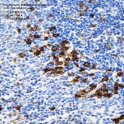 Anti-Phospho-S6 Ribosomal Protein (S240/S244) Rabbit pAb
