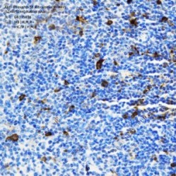 Anti-Phospho-S6 Ribosomal Protein (S240/S244) Rabbit pAb