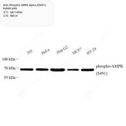 Anti-Phospho-AMPK alpha 2(S491) Rabbit pAb