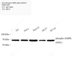 Anti-Phospho-AMPK alpha...
