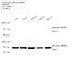 Anti-Phospho-AMPK alpha...