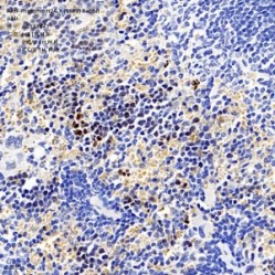Anti-Phospho-H2A.X (S139) Rabbit pAb