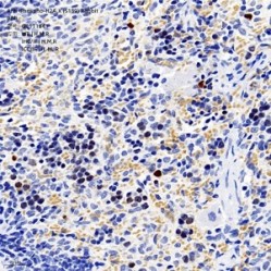 Anti-Phospho-H2A.X (S139) Rabbit pAb