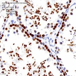 Anti-Phospho-H2A.X (S139) Rabbit pAb