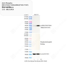 Anti-Phospho-ERK1(T202/Y204)+ERK2(T185/Y187) Mouse mAb