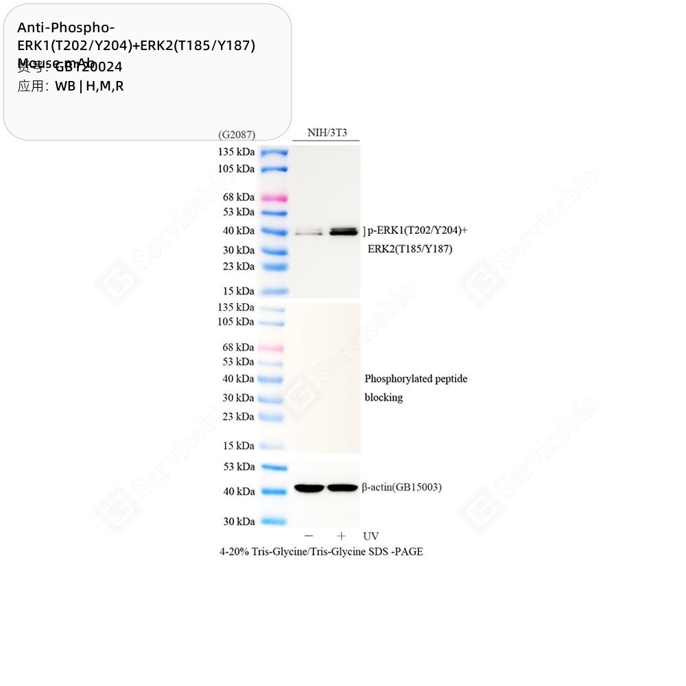 Anti-Phospho-ERK1(T202/Y204)+ERK2(T185/Y187) Mouse mAb