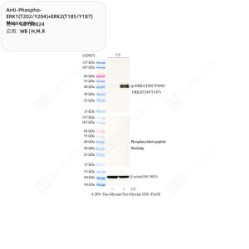 Anti-Phospho-ERK1(T202/Y204)+ERK2(T185/Y187) Mouse mAb