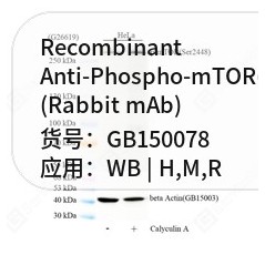 Recombinant...