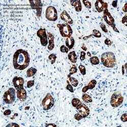Recombinant Anti-Phospho-GSK3 Beta(S9) antibody (Rabbit mAb)
